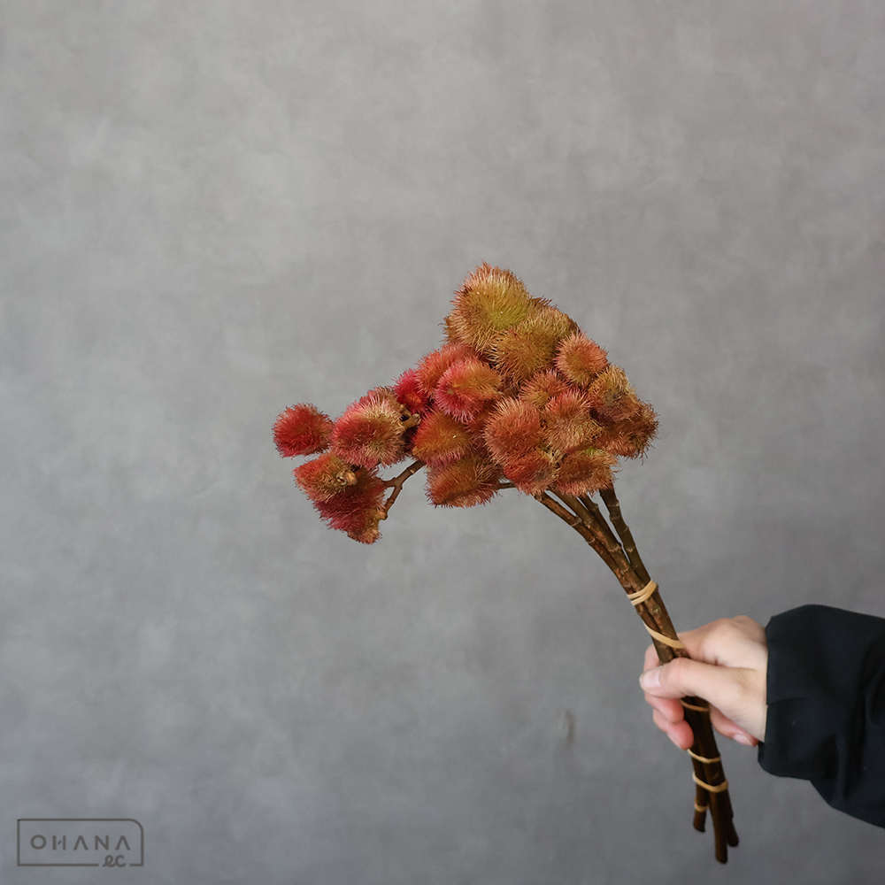 【SALE】紅の木 ※色薄い　 45-40　※クレーム対象外