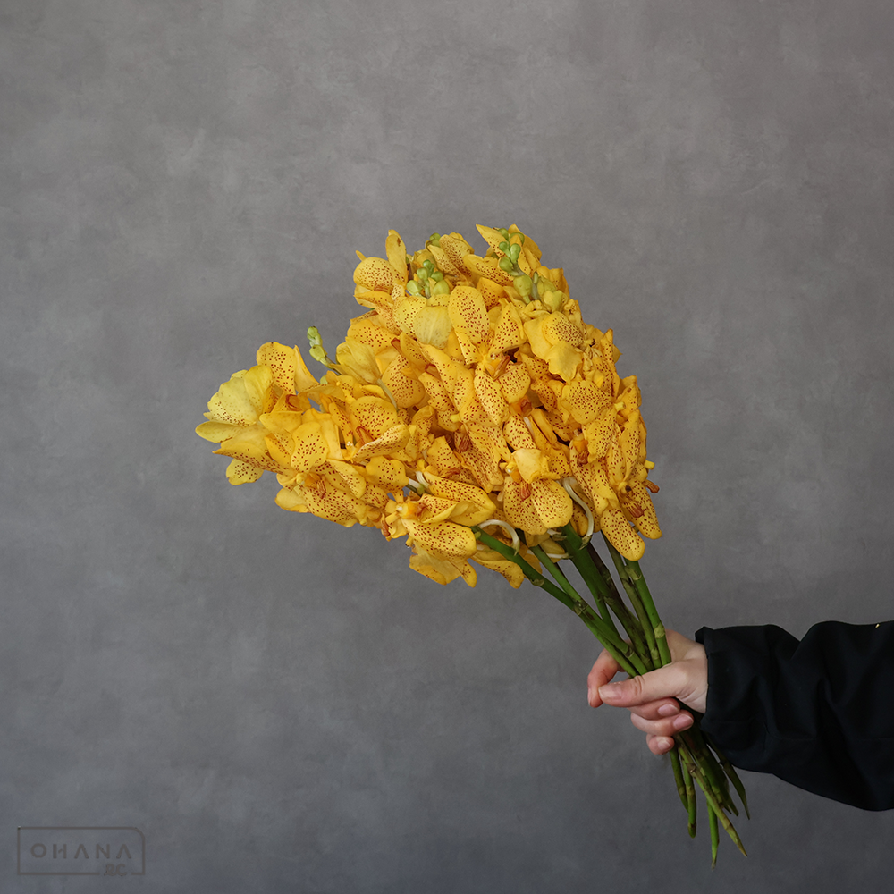 バンダ モカラ　イエロー 点アリ　L ﾄﾞﾘｰﾑ