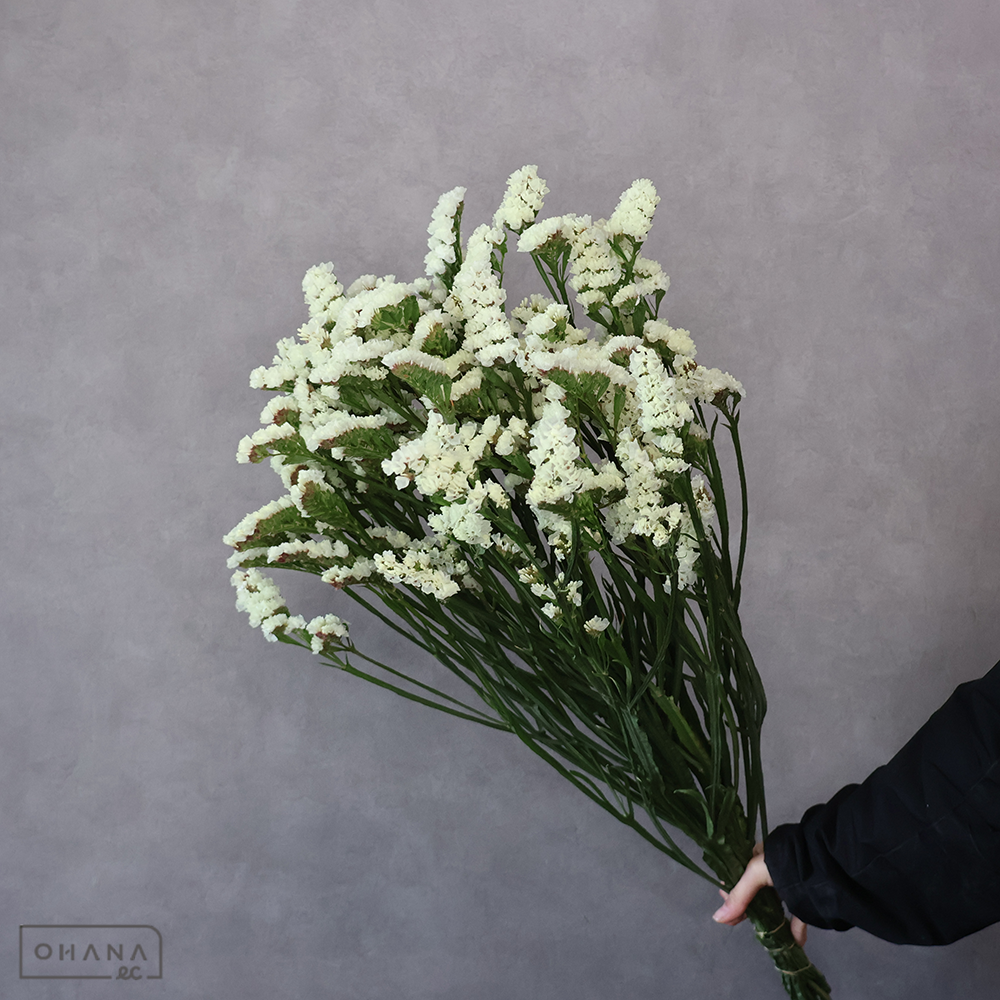 スターチス　マーブルグリーン　 75cm