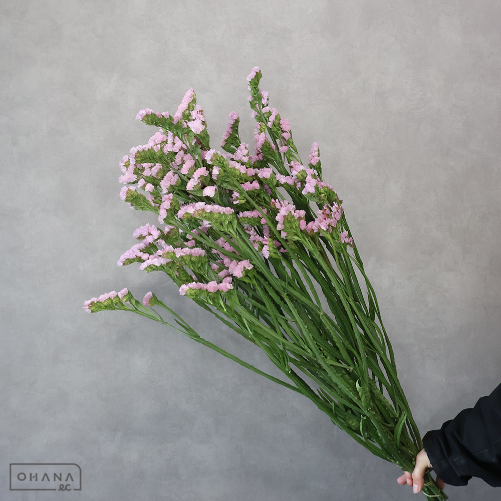 スターチス　ピンクエコー　 75cm