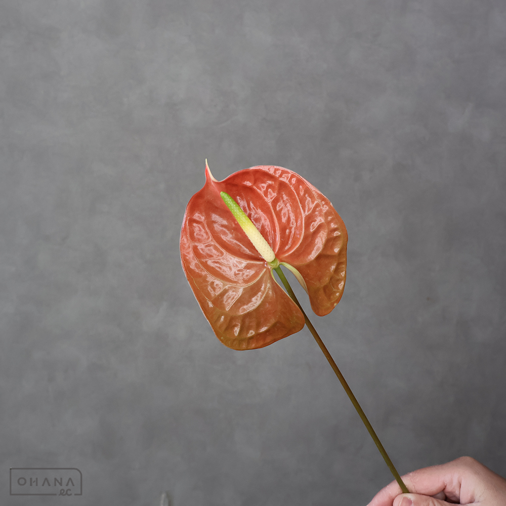 アンスリューム　テラ　L ﾙｰｼﾞｭｼﾞｬﾊﾟﾝ