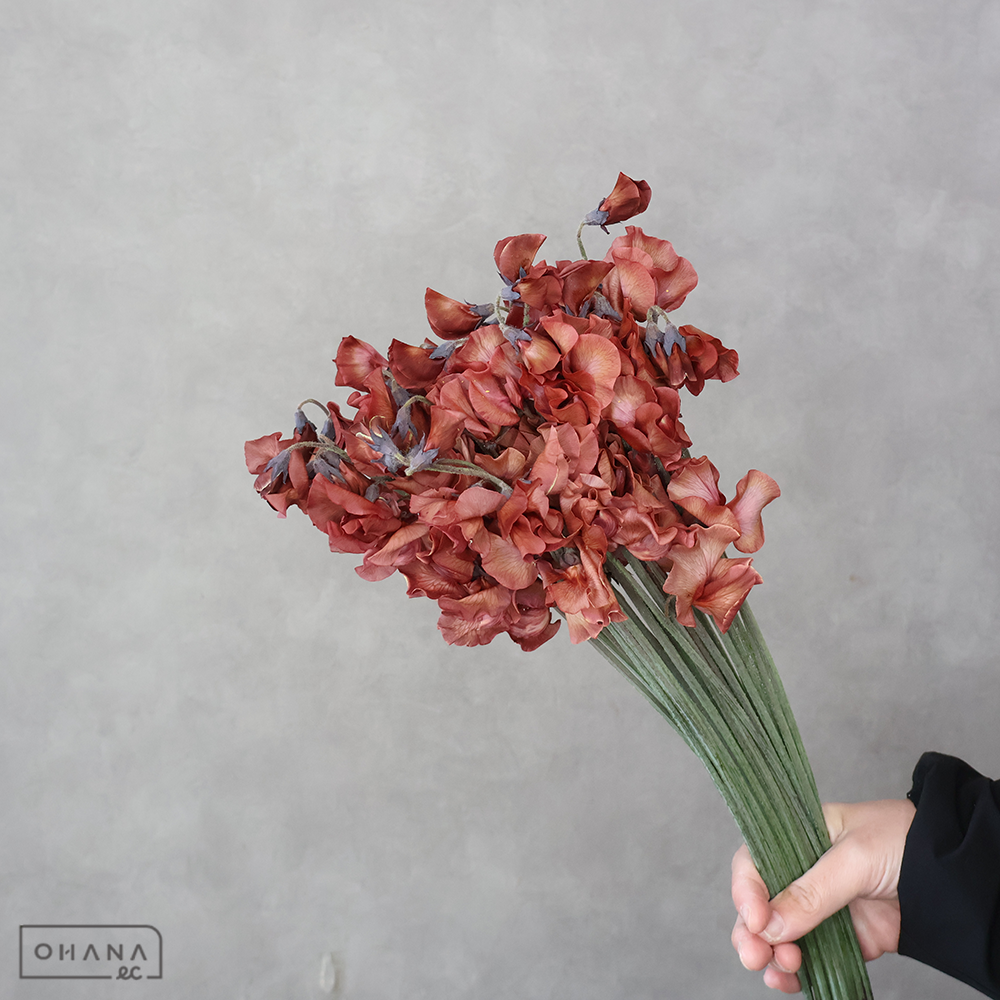 スイトピー　チョコ　L 4輪