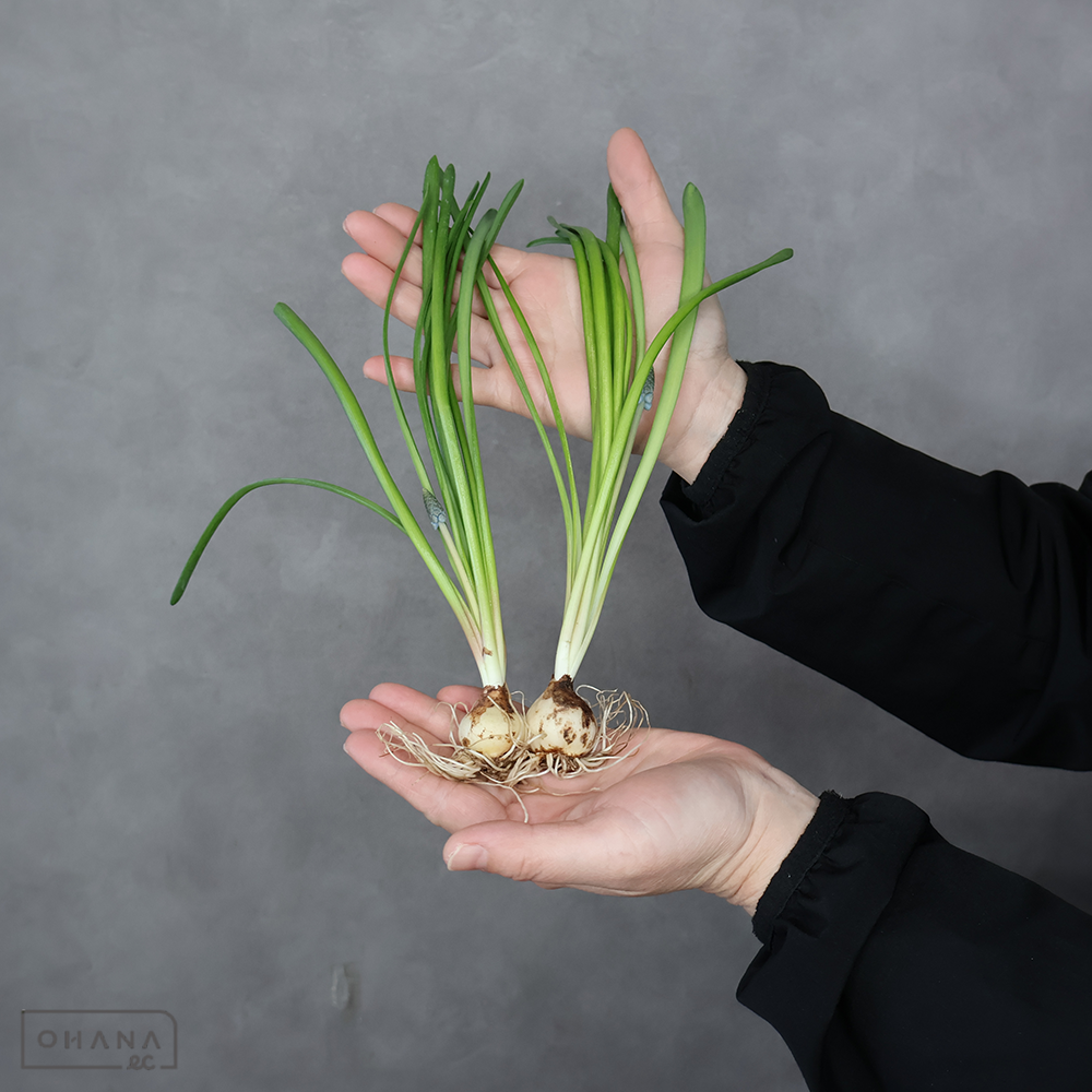 ムスカリ　ブルースパイク  ※球根付　秀