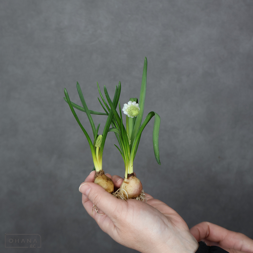 ムスカリ　ホワイトマジック ※球根付　秀