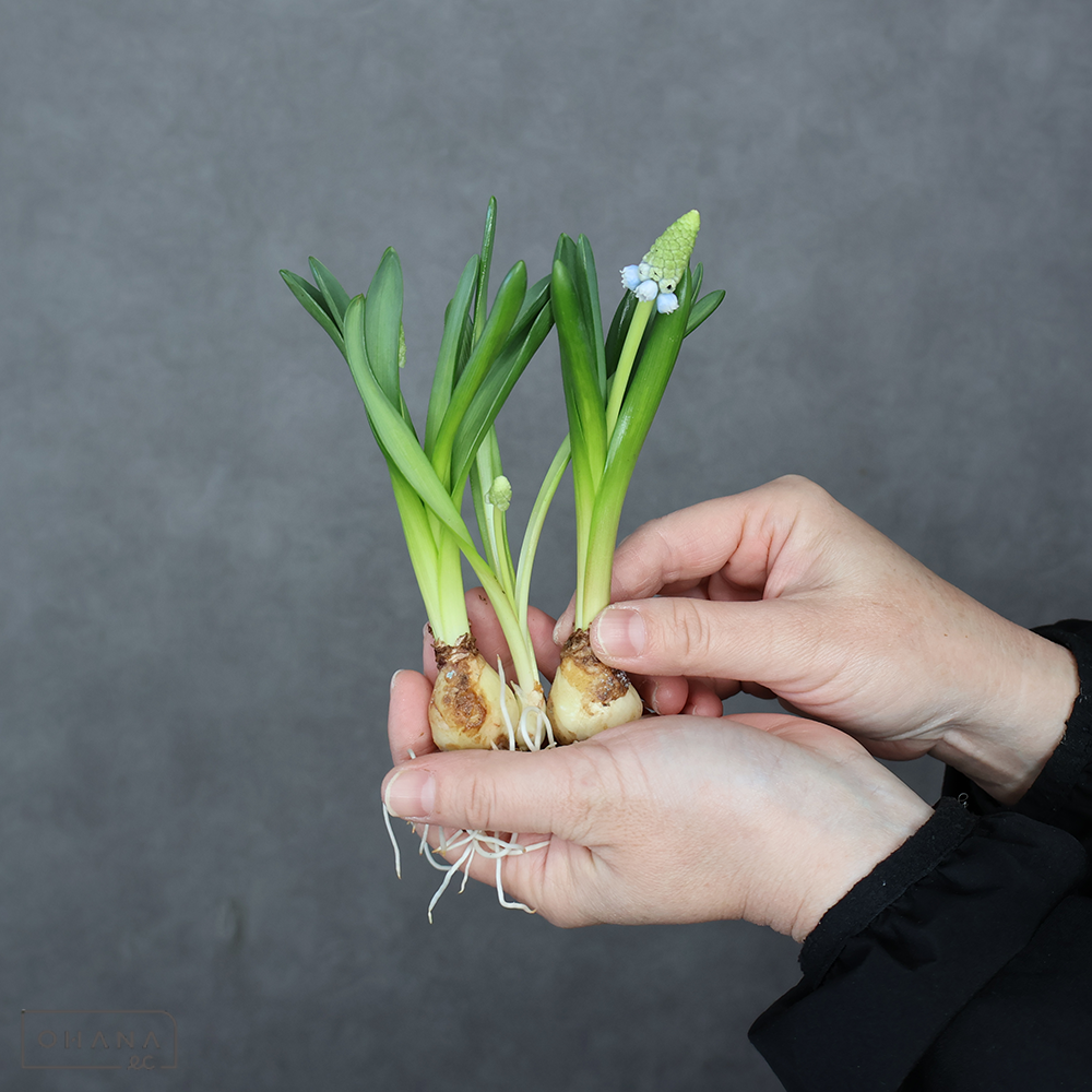 ムスカリ　マウンテンレディ  ※球根付　秀