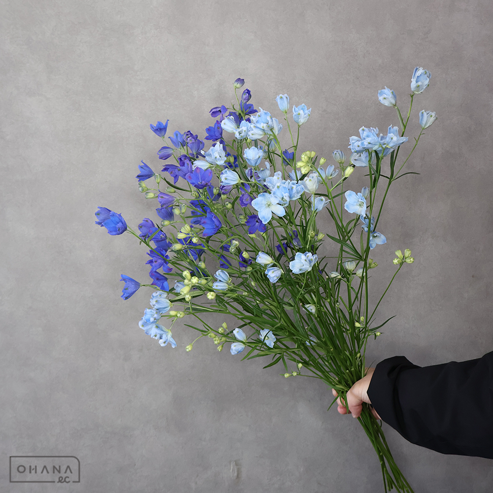 デルフィシネンシス  MIX  秀 60cm ＳＰ