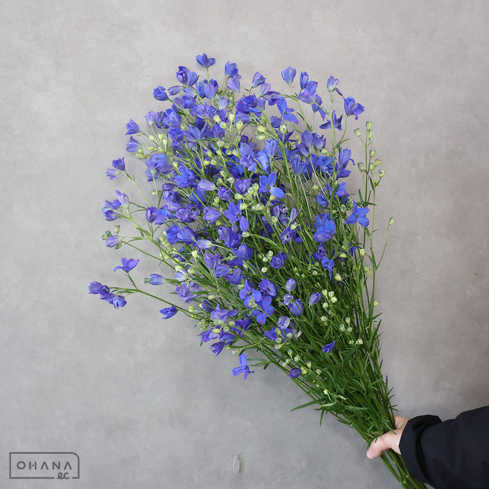 デルフィシネンシス青　スーパーグランブルー 秀 80cm ＳＰ