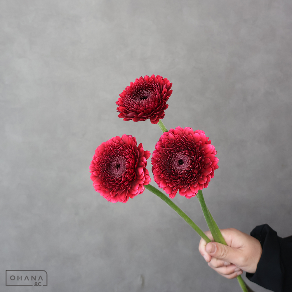 ガーベラ　ボレロネイロネイロ M