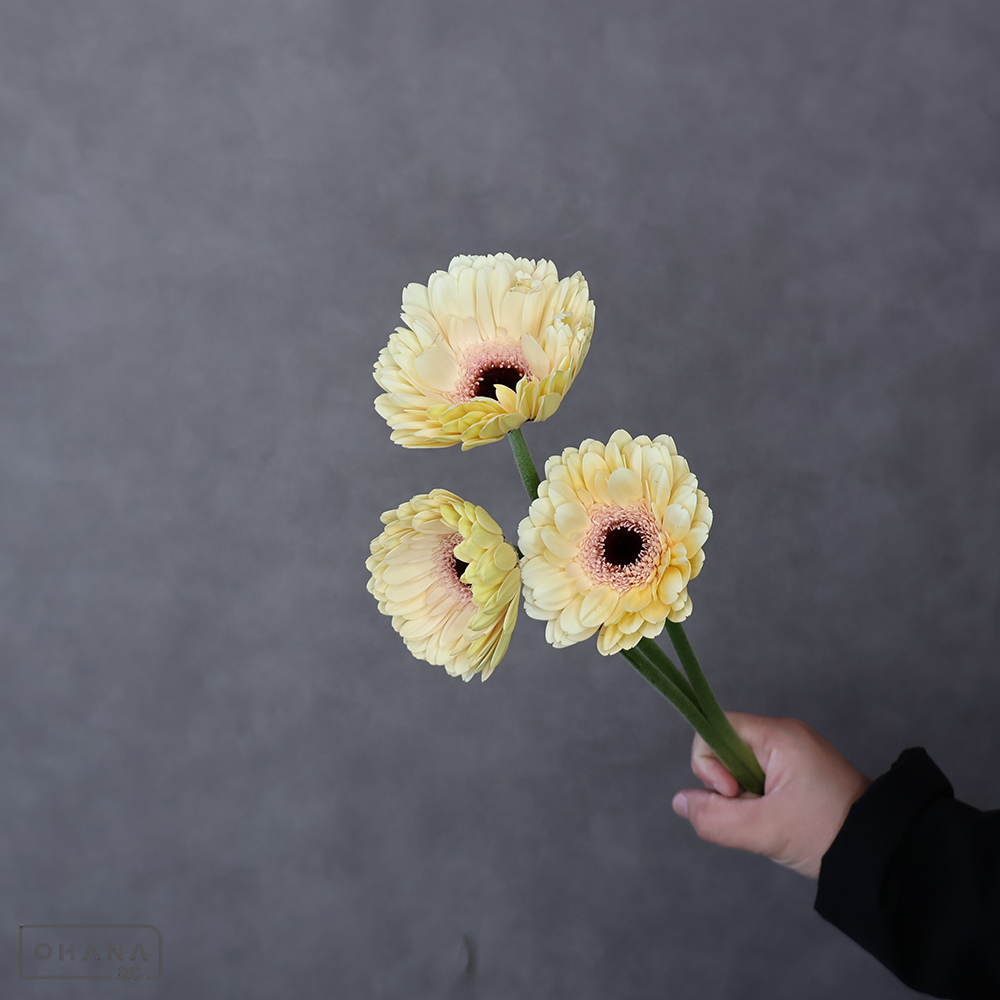 ガーベラ大輪　エクレア M ※若干キズあり ※15本束