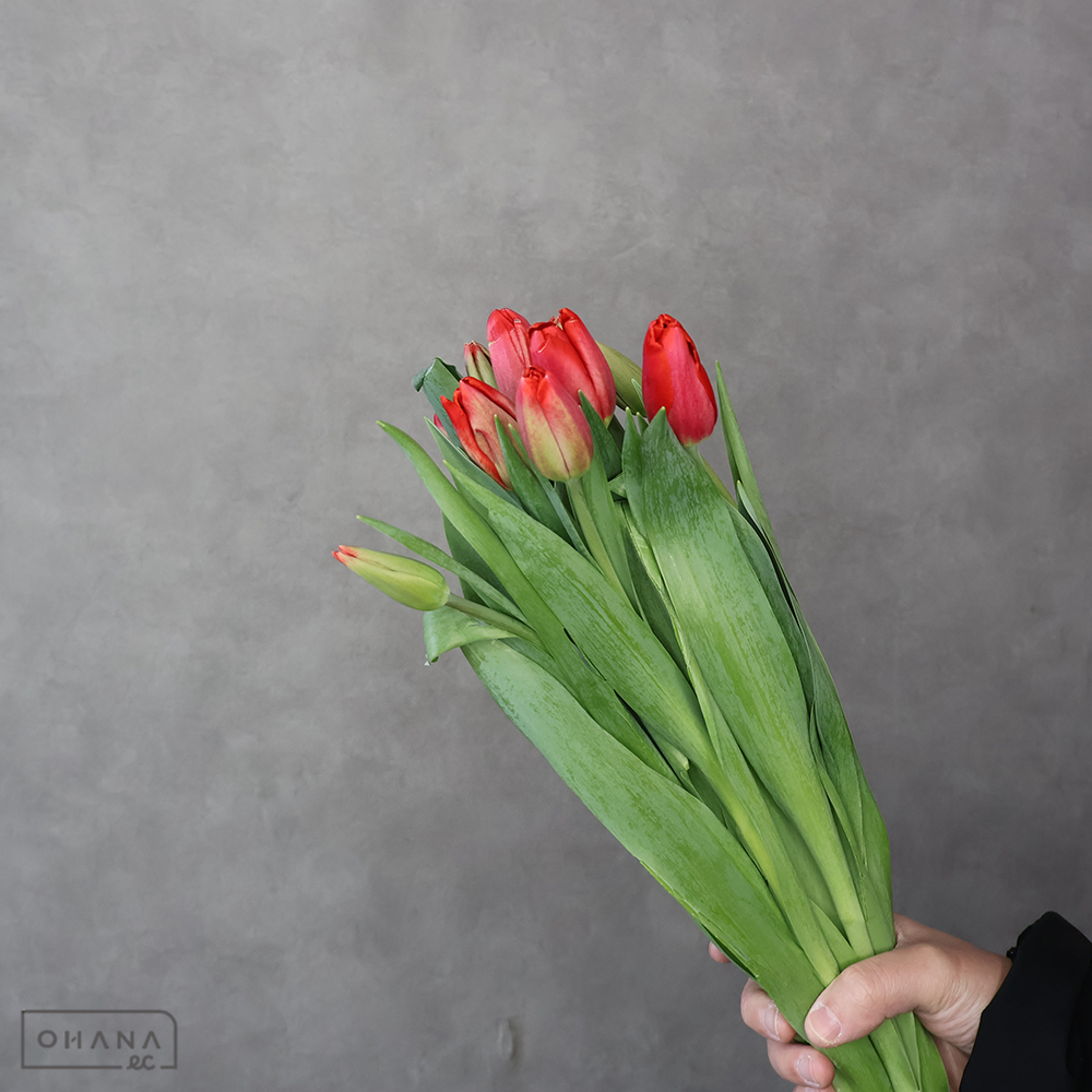 チューリップ　カタゴ 秀2L