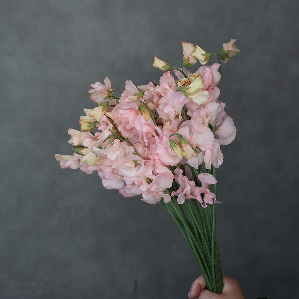 スイトピー　ソフトオレンジ L 4輪