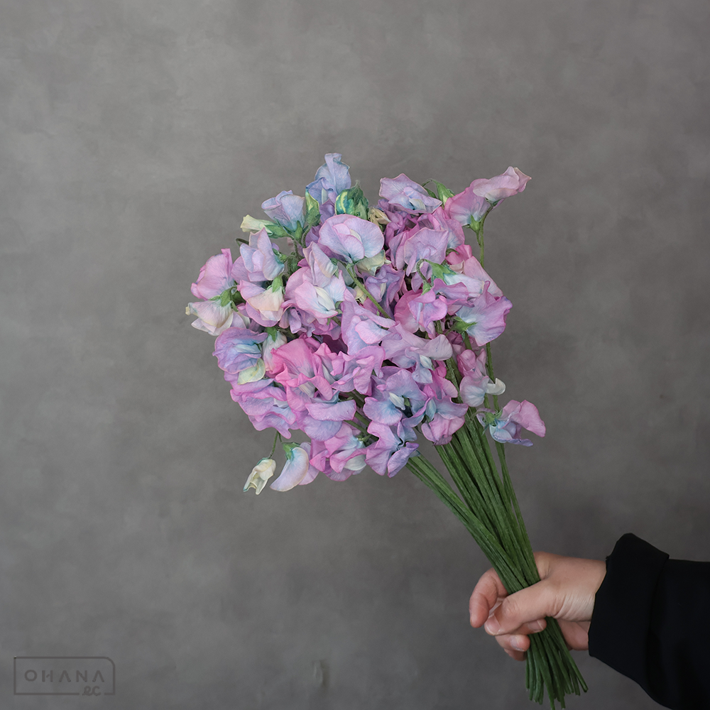 スイトピー　マリンブルー L 4輪