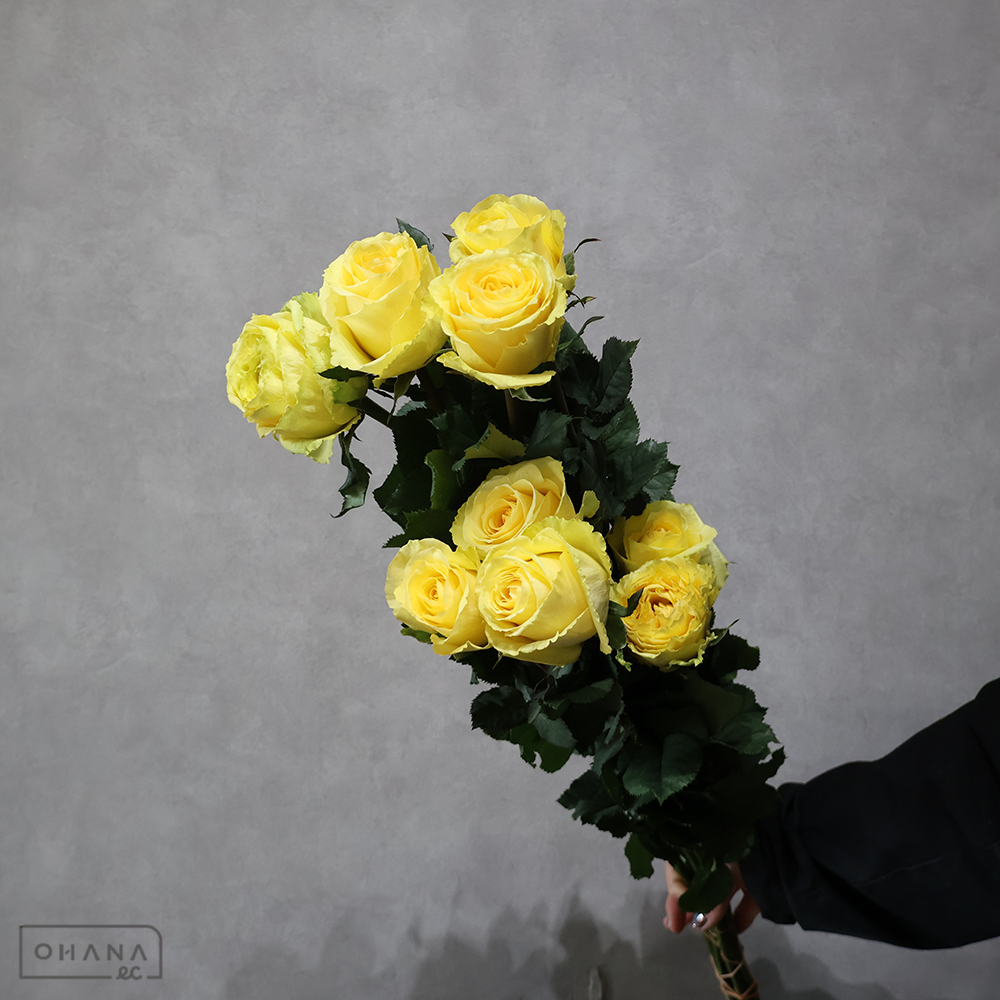 【SALE】バラ黄　マリーローランサン　70-50　※クレーム対象外