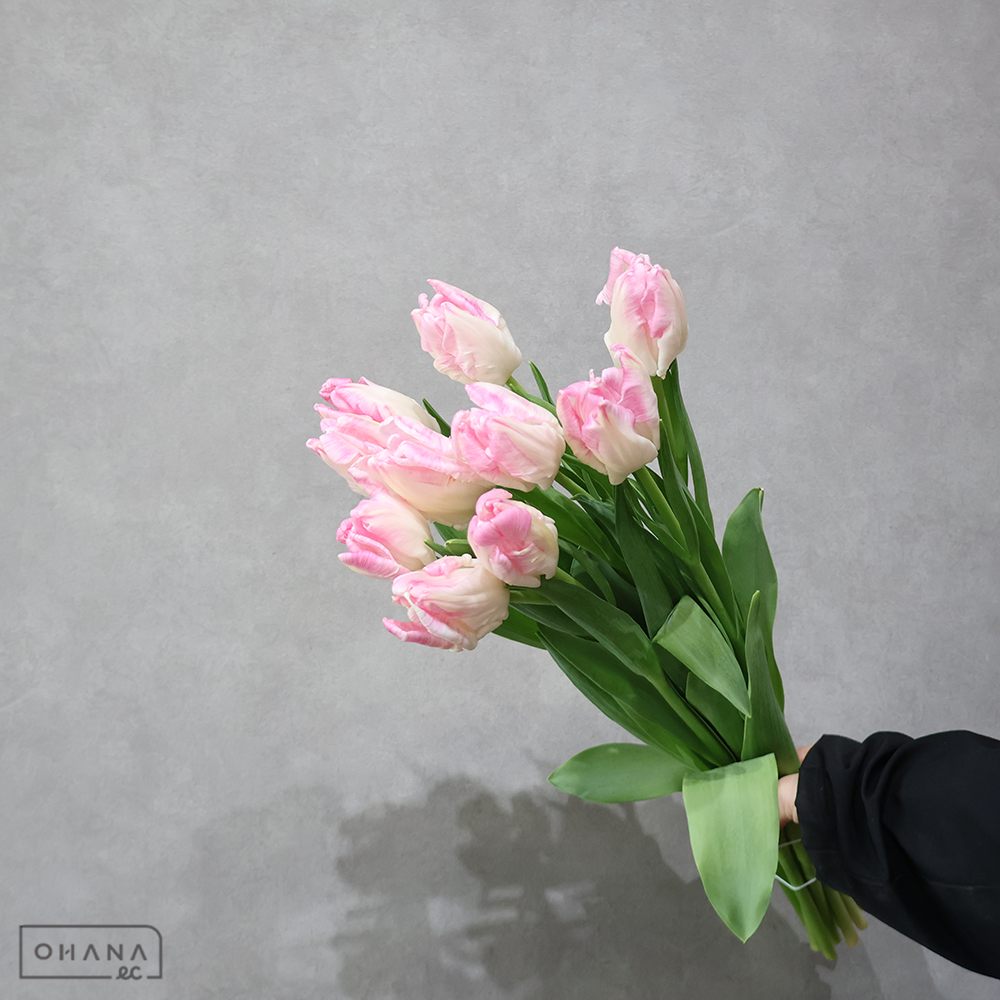 チューリップピンク　カバナ パーロット咲　秀 2L