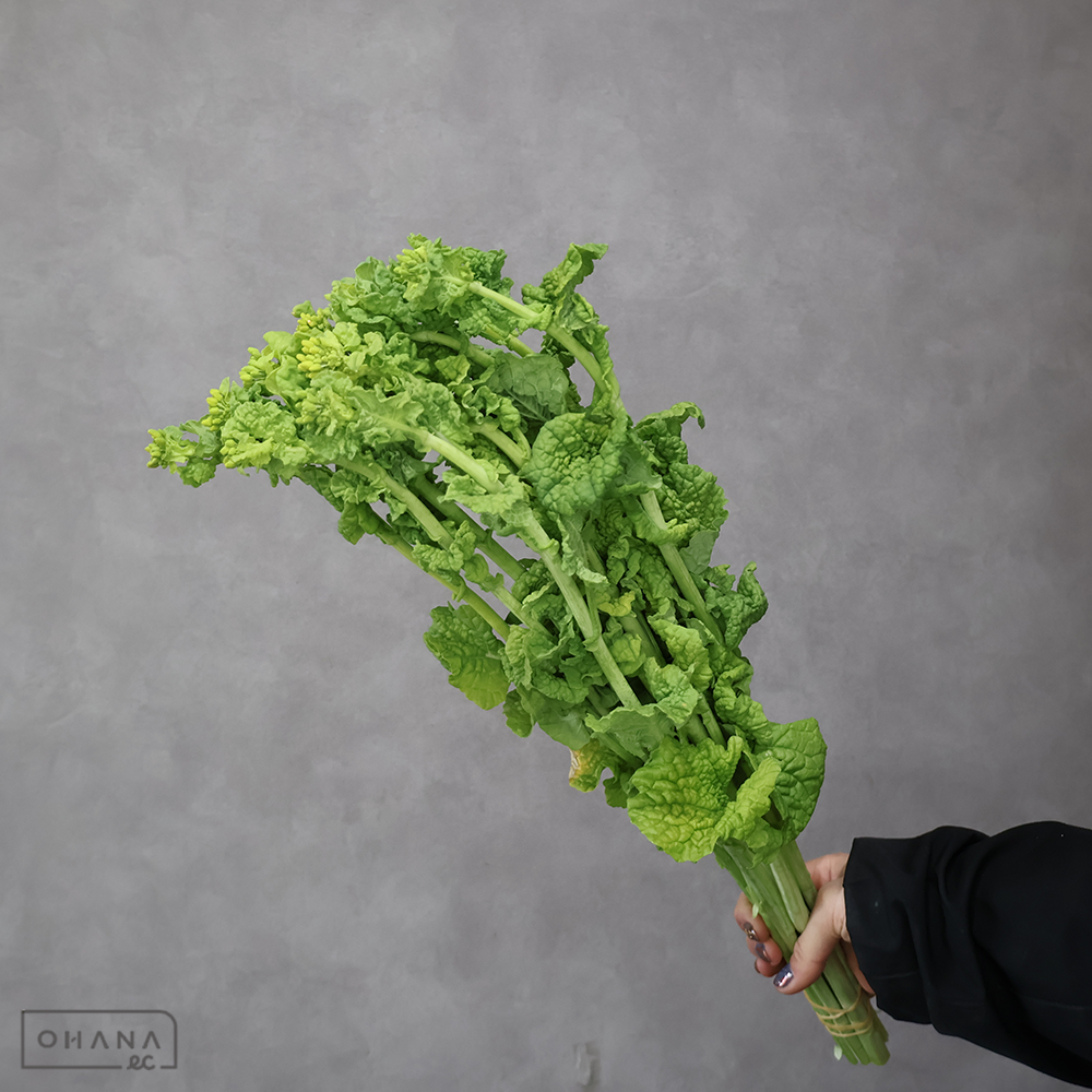 【SALE】菜の花　  50cm　※クレーム対象外