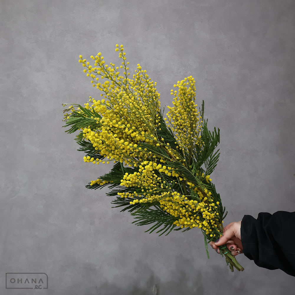 アカシア　ミモザミランドール  束