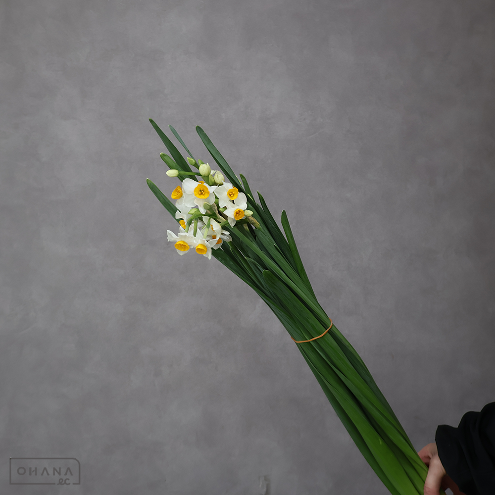 水仙　寒咲日本　秀 50cm