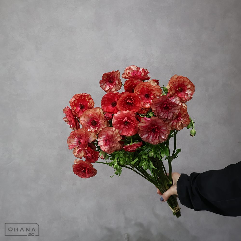 ラナンキュラス　ラックス フレア　Ａ 60-50cm