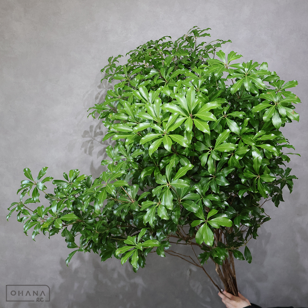 アセビ　 大 ※5本束