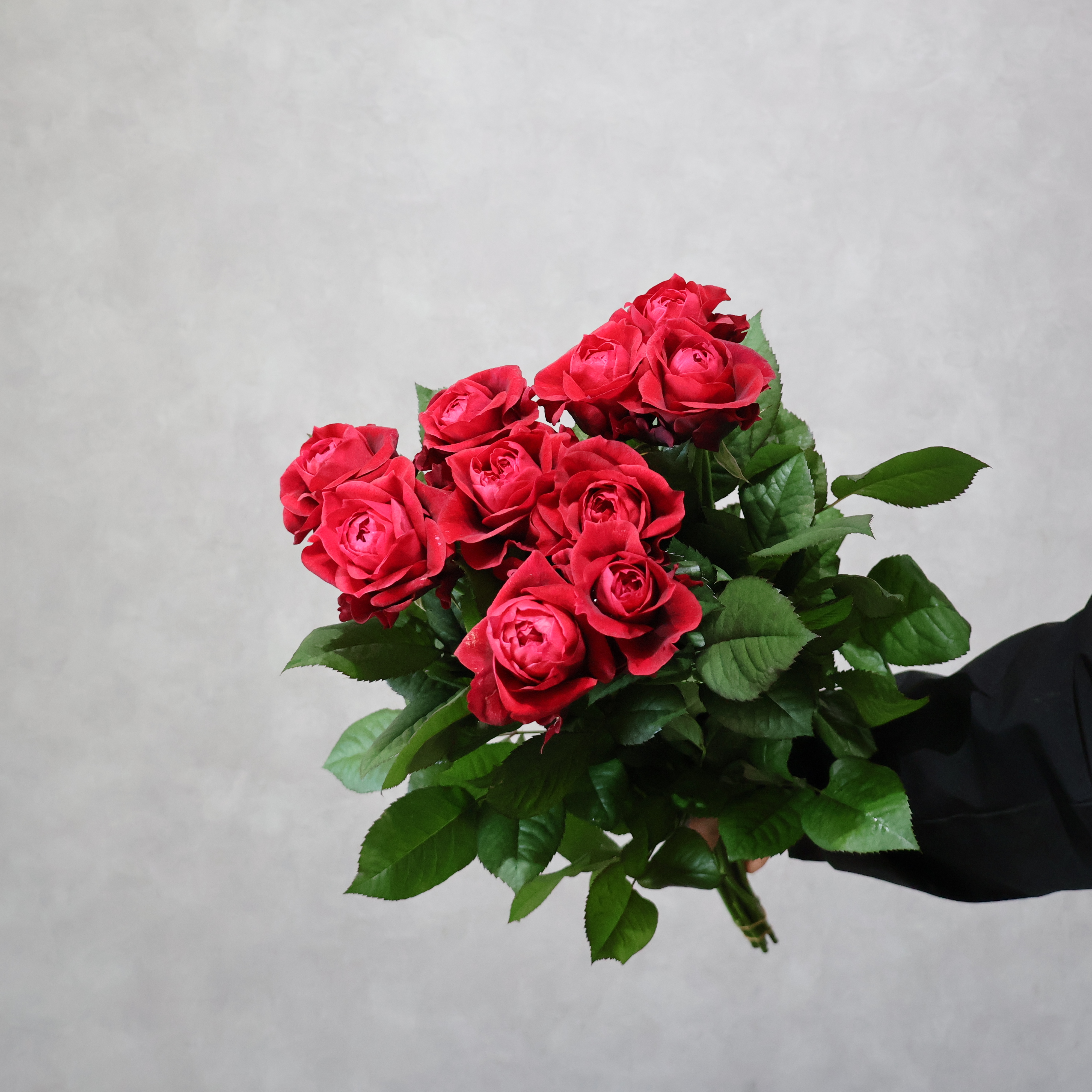 【SALE】バラピンク　セントジェイムスパーク！　秀 50cm　※クレーム対象外