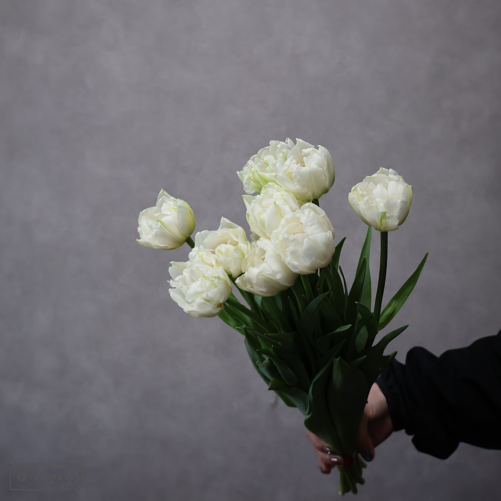 チューリップ八重　白　ノースキャップ　秀2L