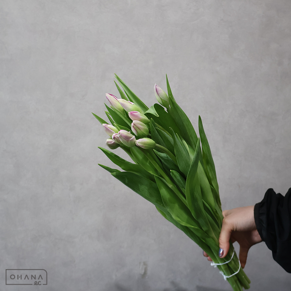 チューリップ複色　桃太郎　秀3L