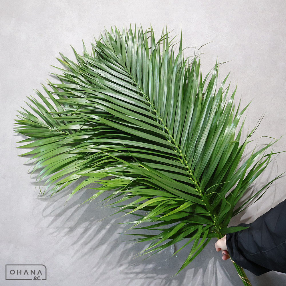 【SALE】アレカヤシ　　M　※クレーム対象外