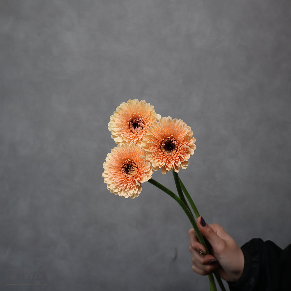 【SALE】ガーベラポンポン　ボレロジェイジェイ　L　※クレーム対象外