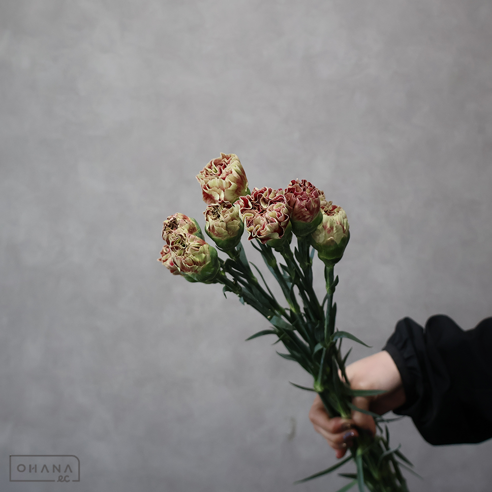 【SALE】カーネ複色　ワインカバー　 60cm　※クレーム対象外