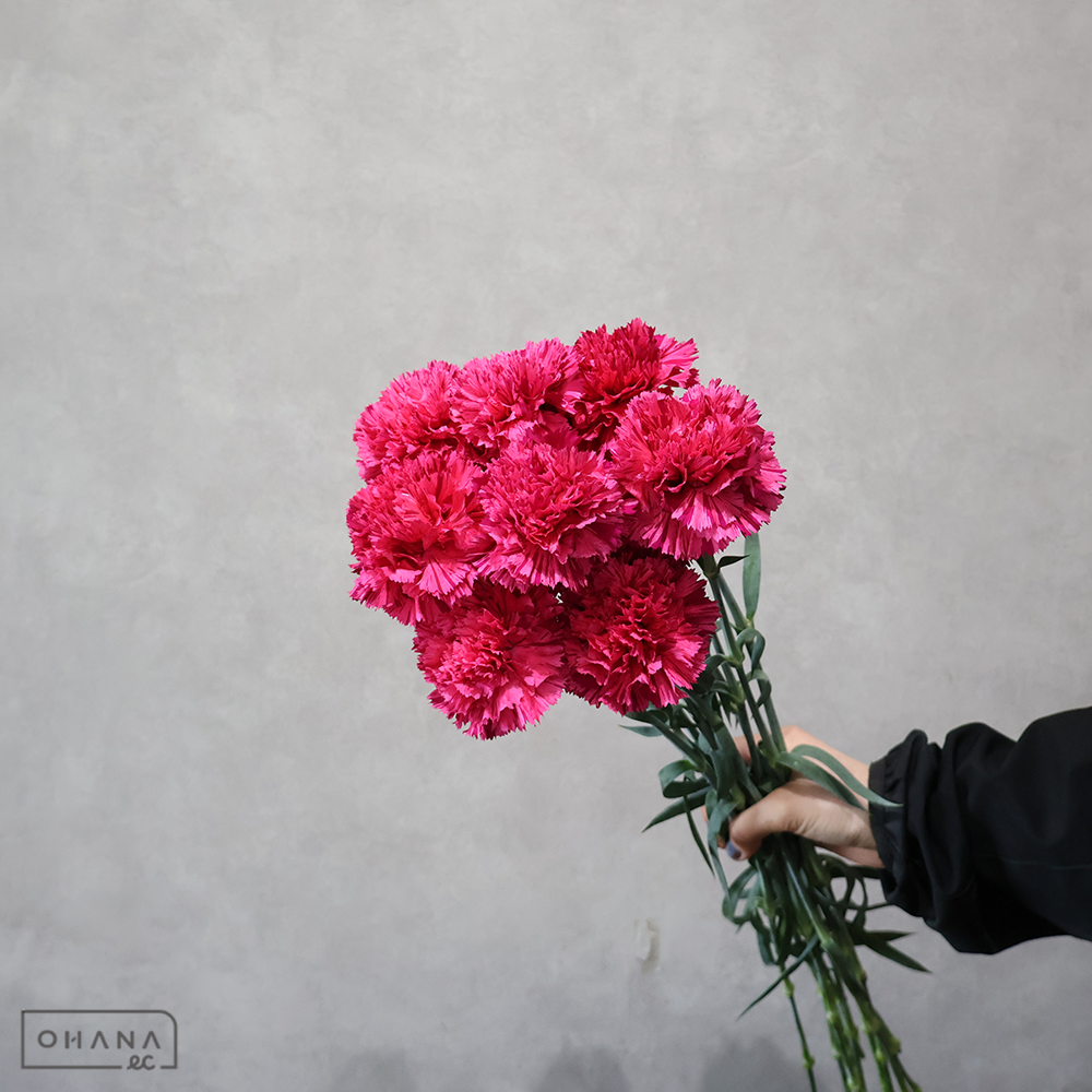 【SALE】カーネ複色　チェリージュビリー ※15本束　秀 55cm　※クレーム対象外