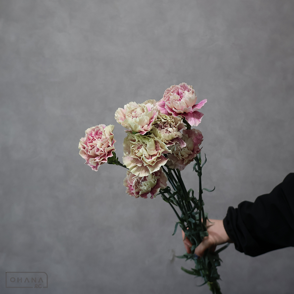 カーネーション | お花の仕入れならOHANAec