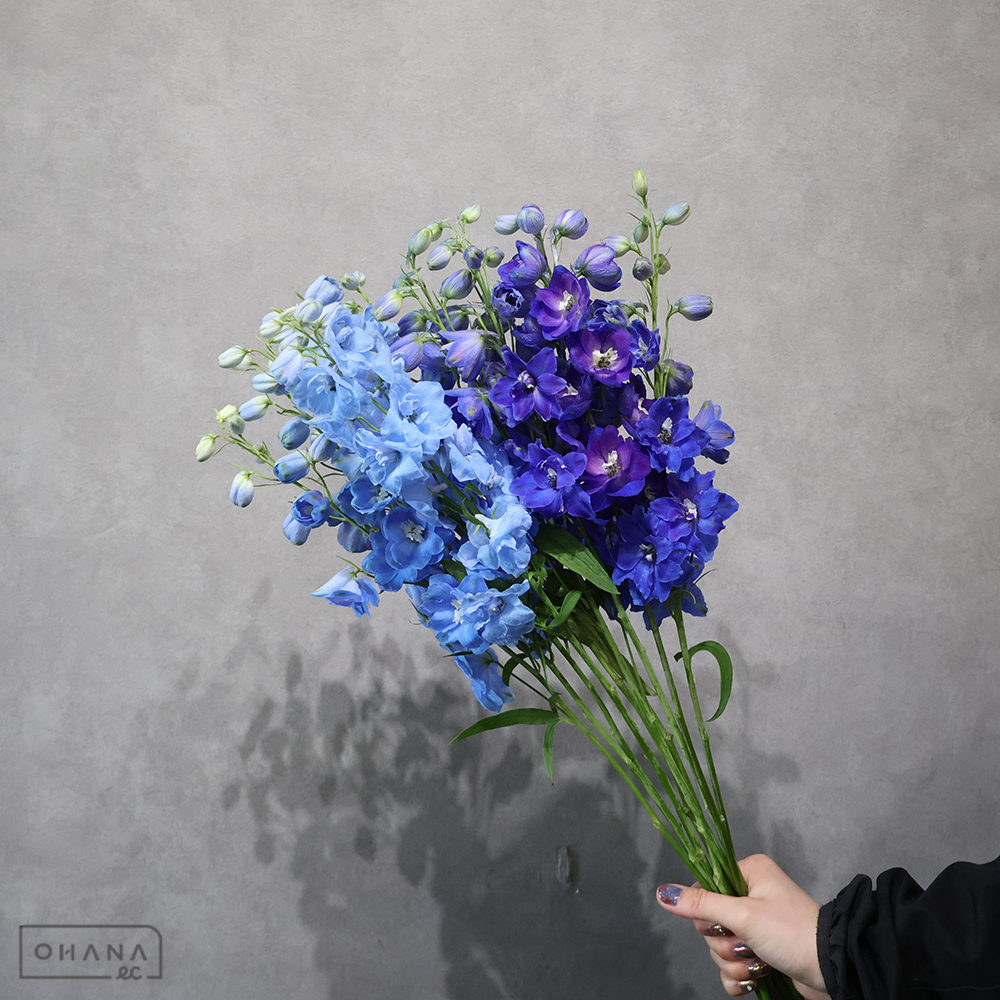 デルフィジャイアント　デルヒニューム　　秀 60