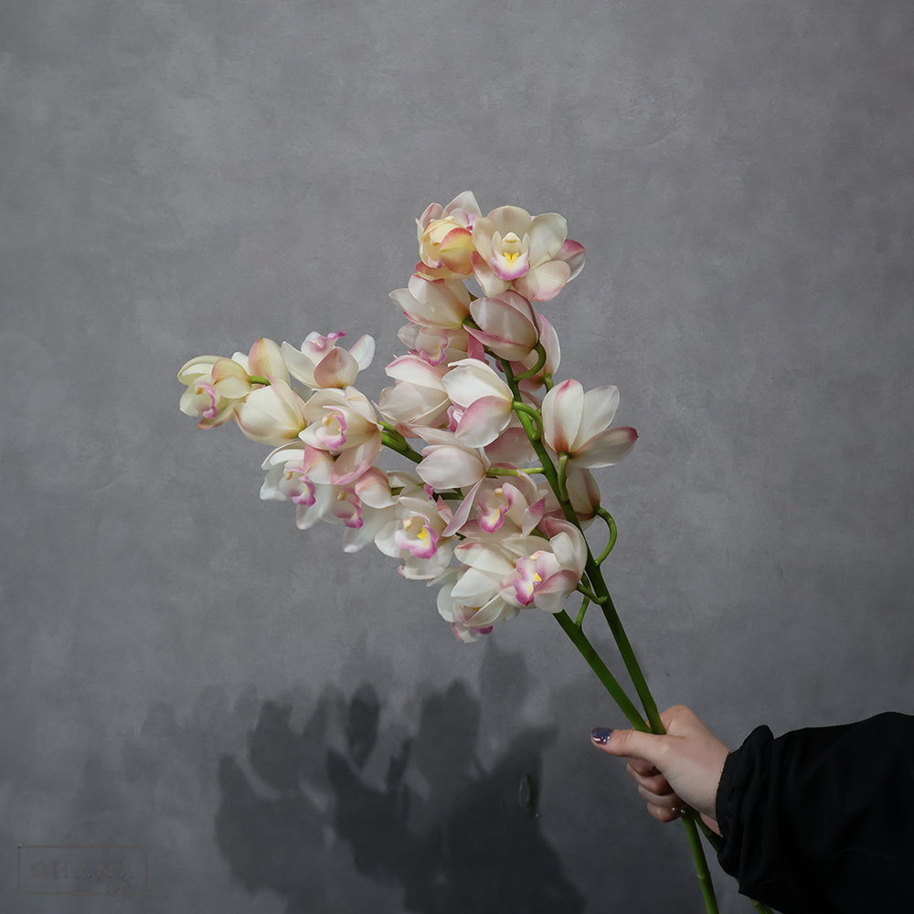 シンビジュームピンク　まさこ ※2本束　A