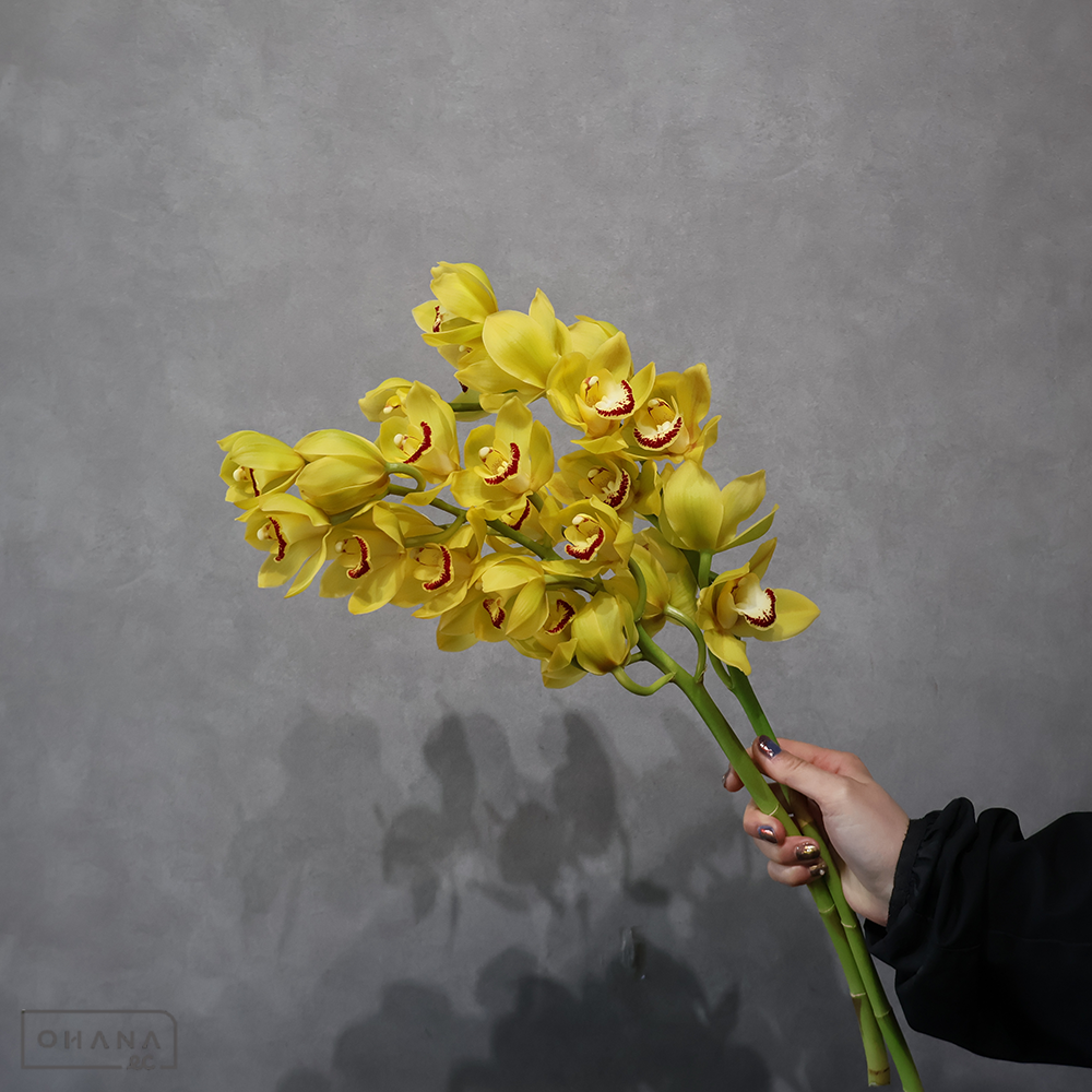 シンビジューム黄　ディープインパクト ※2本束　A