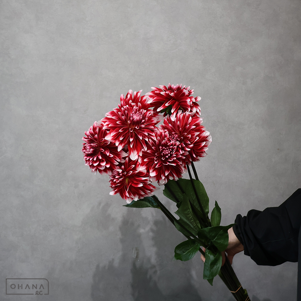 【SALE】ダリア複色　ロダン　秀優 60-50　※クレーム対象外