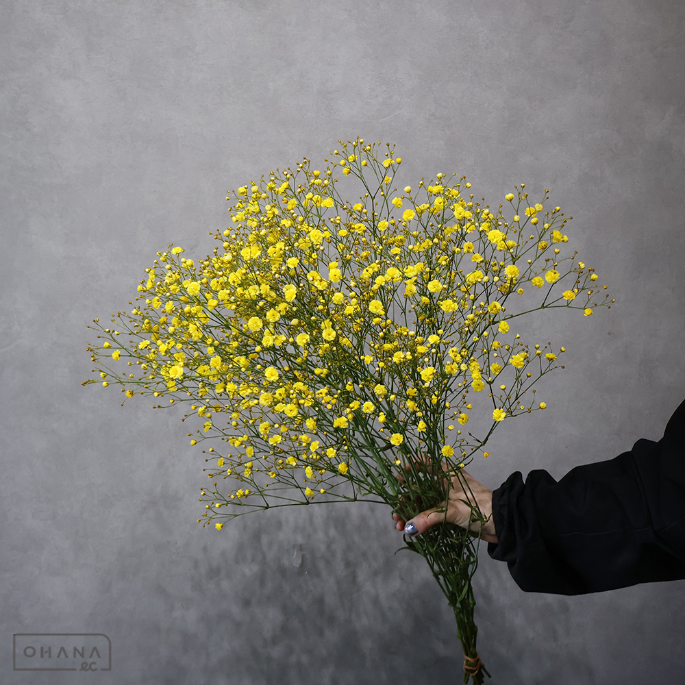 カスミソウ染め　イエロー　 60cm