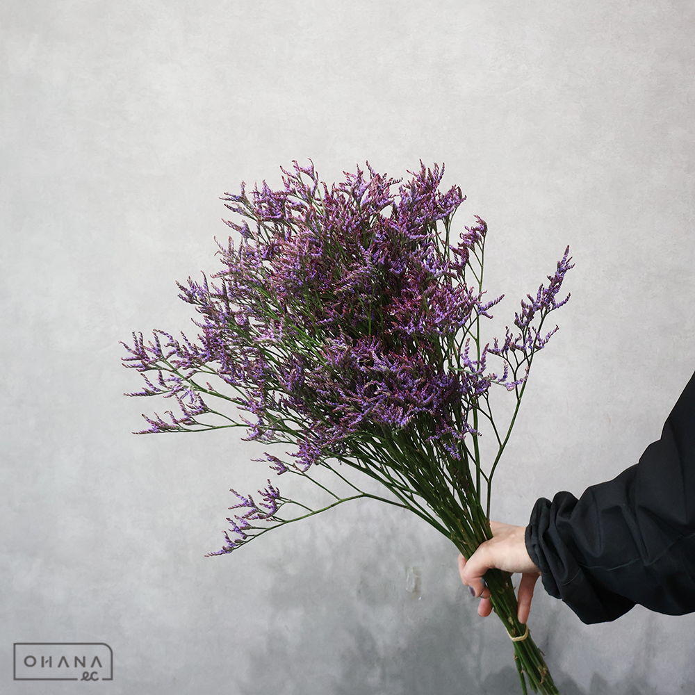 【SALE】スターチスＨＢ サフォラダークブルー 60cm　※クレーム対象外