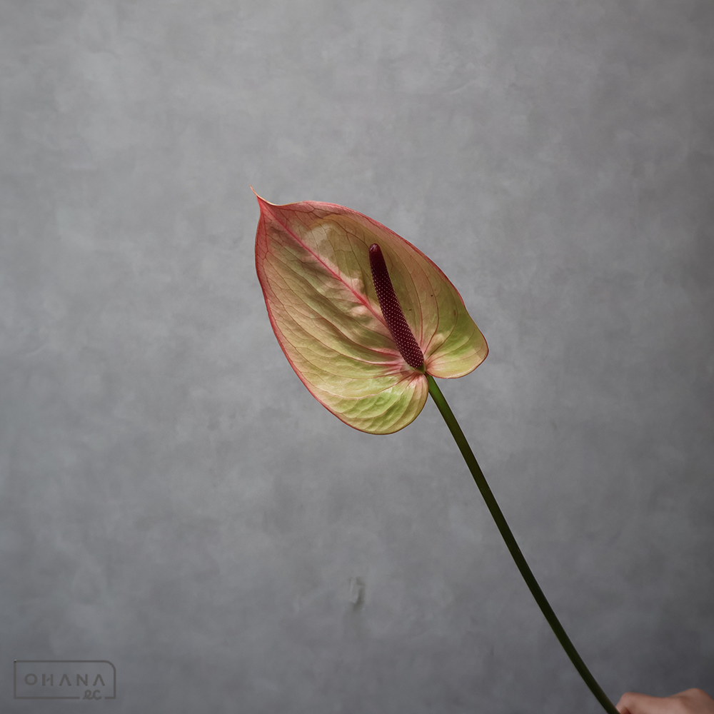 アンスリューム モナリザ L