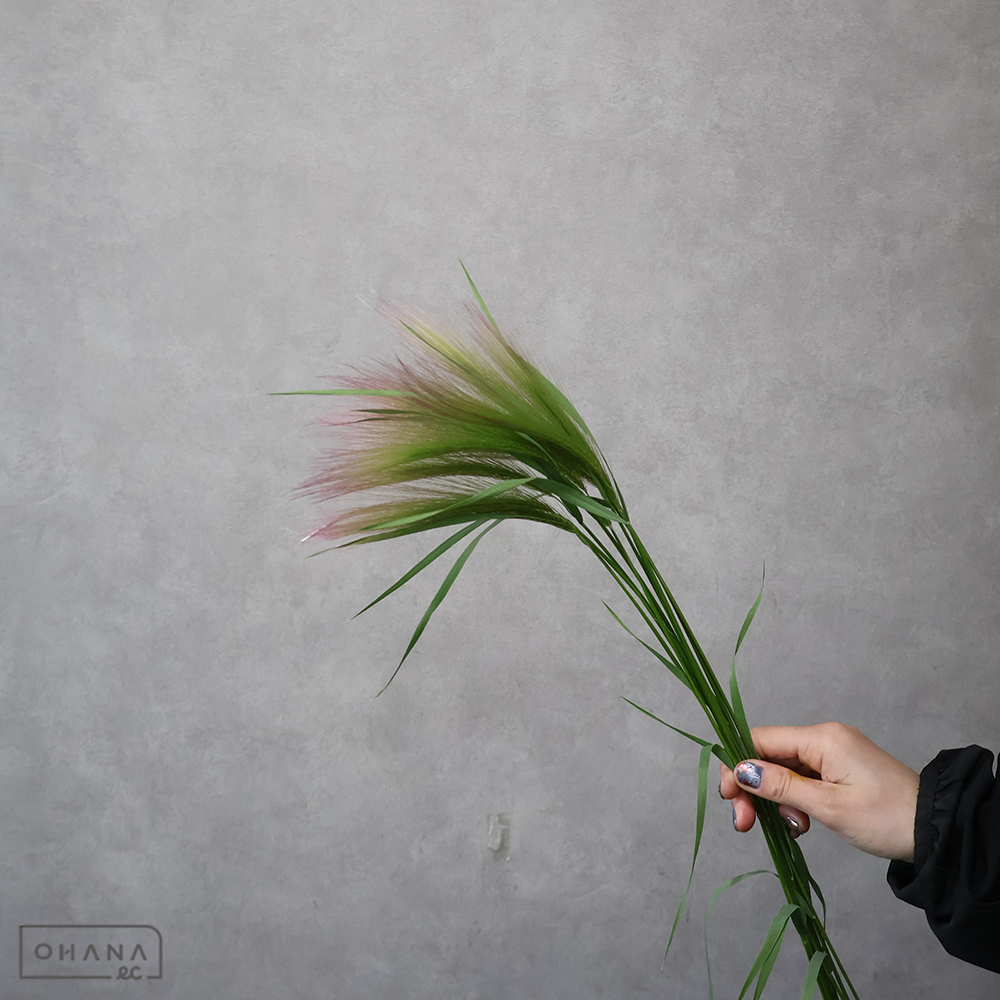 ホルデューム ジュバタム 秀大  ※20本束