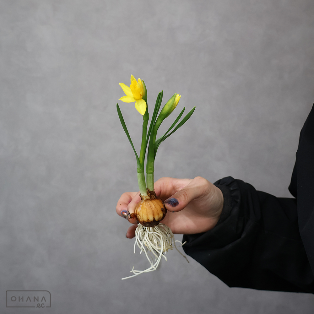 スイセン テタテタ 球根付 秀