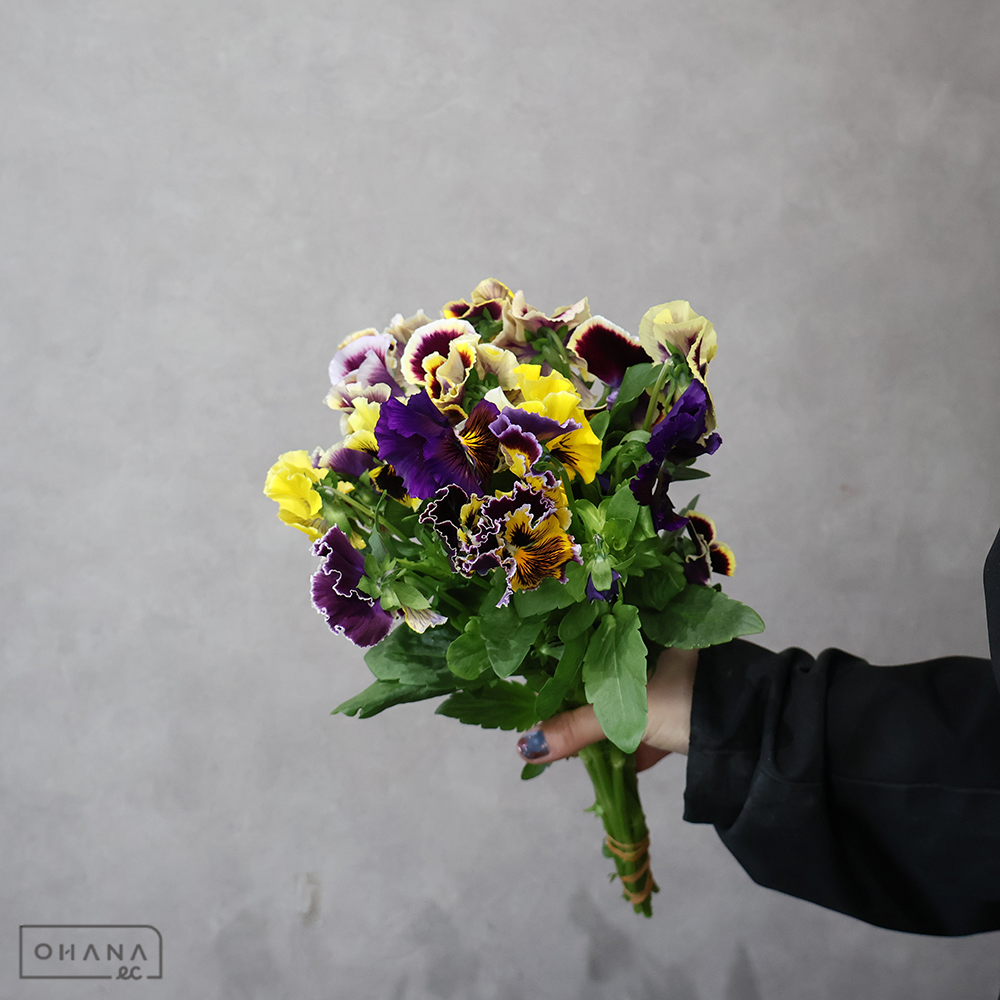 パンジー シャロン 35cm  ※５本束