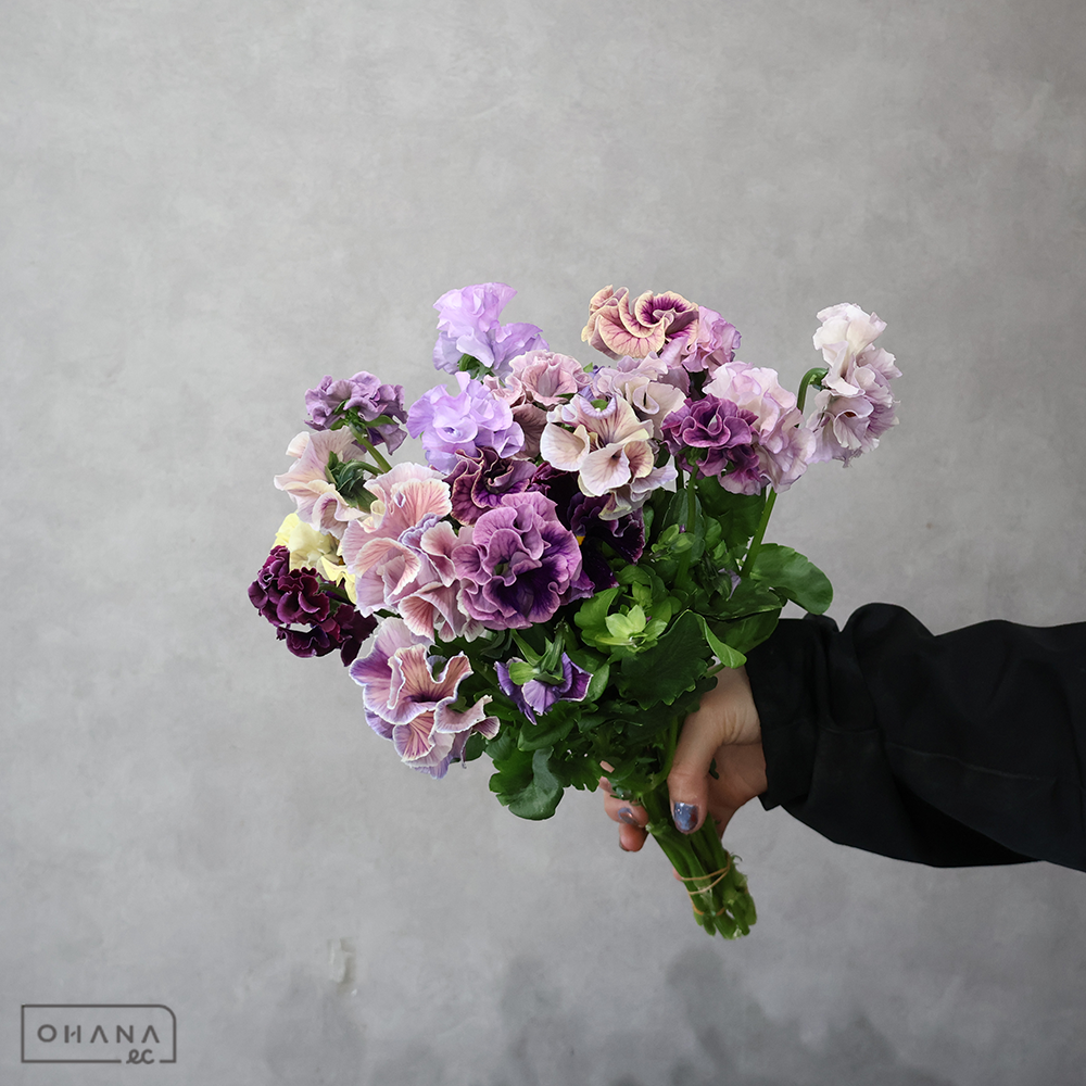 パンジー 稀 35cm  ※5本束