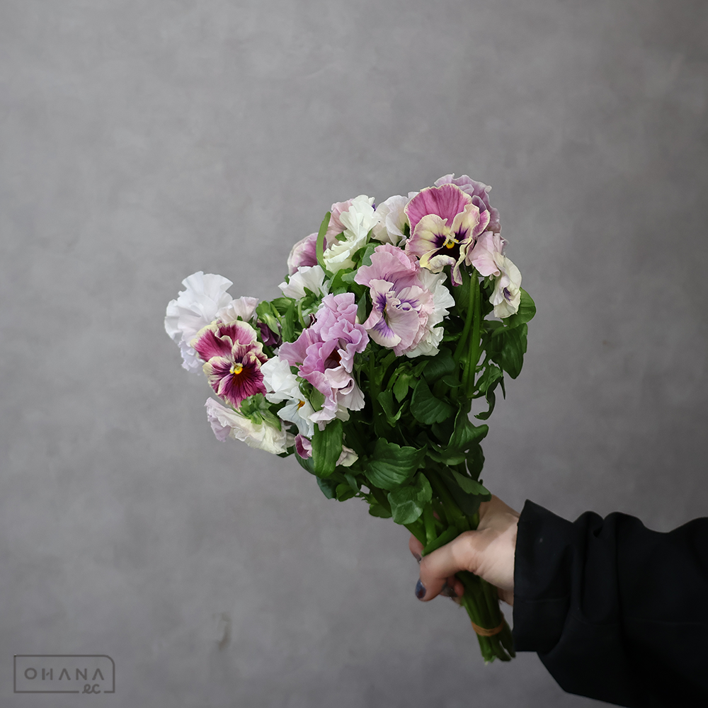 パンジー キャンティ 30cm ※5本束