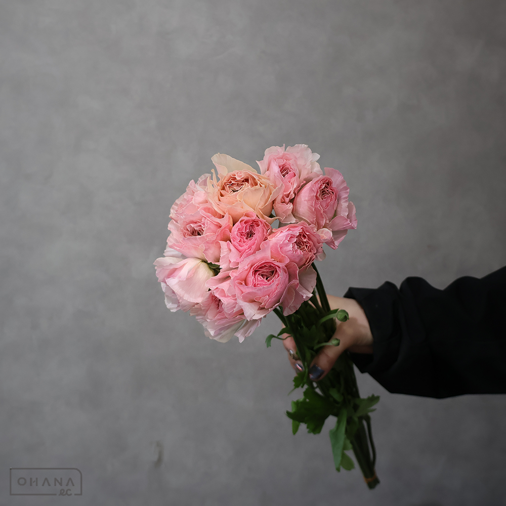 ラナンキュラス チュチュピンクベージュ 秀55cm