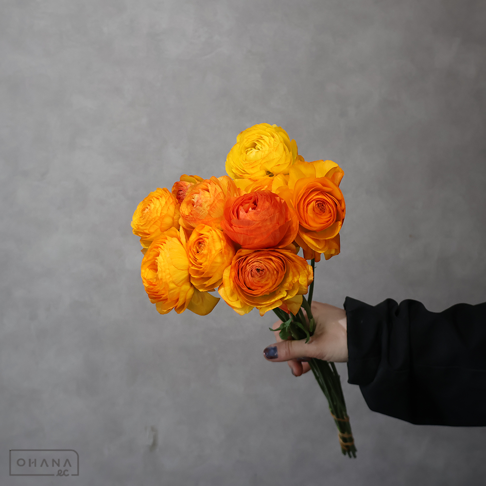 ラナンキュラス エチュードオレンジ 秀 50cm