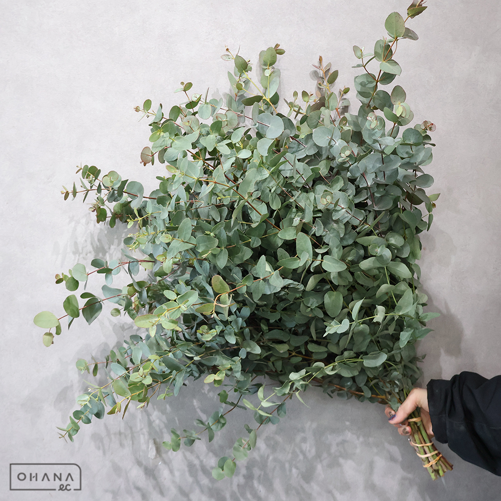 ユーカリ グニユーカリ 秀70cm