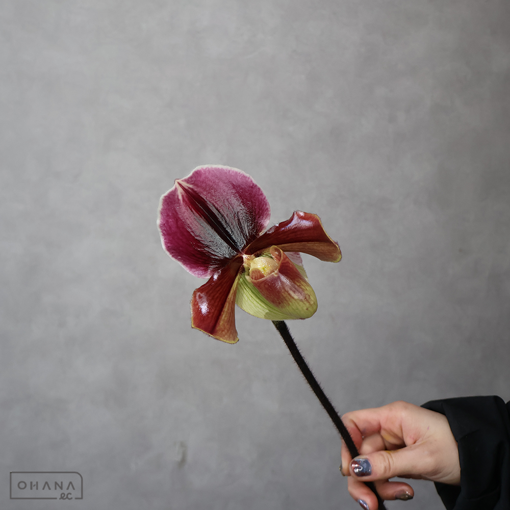 パフィオ バトルオブエジプト 秀 ※5本束