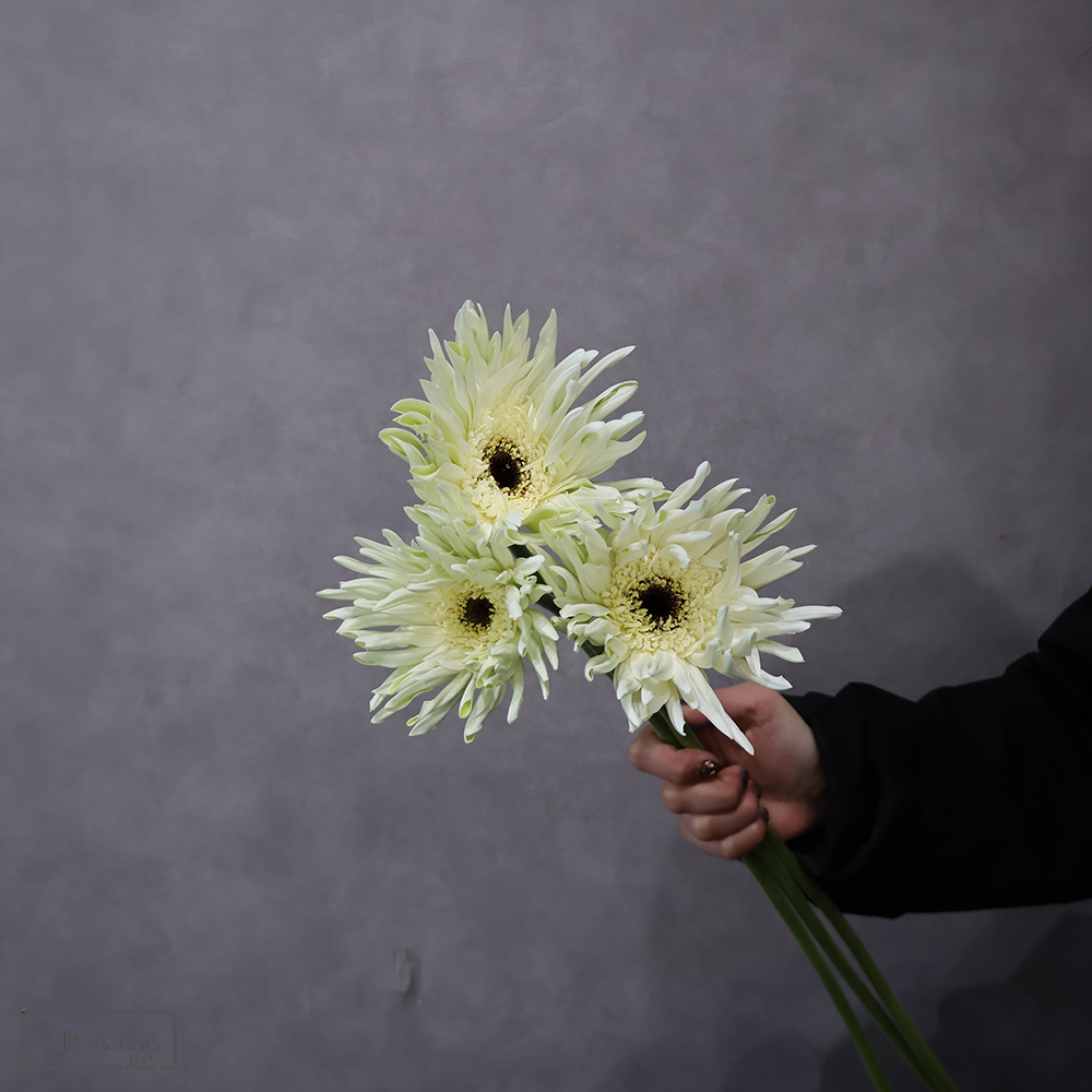 ガーベラ パスタピュア 50-60cm  ※7本束