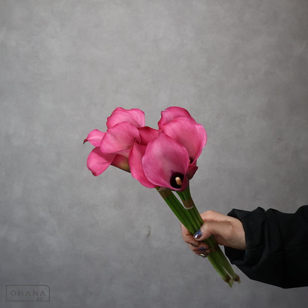 カラー ザズー 秀40cm