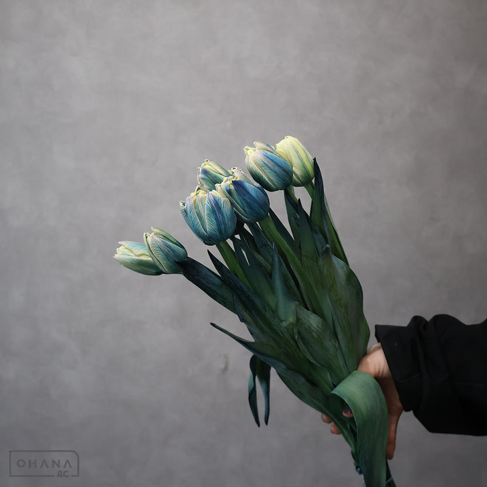 チューリップ 染八重フローズン 秀2L